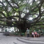 Plaza XV